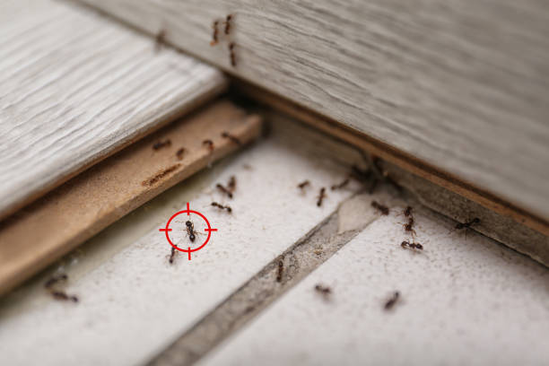 Best Insect Control  in Dorothy, NJ