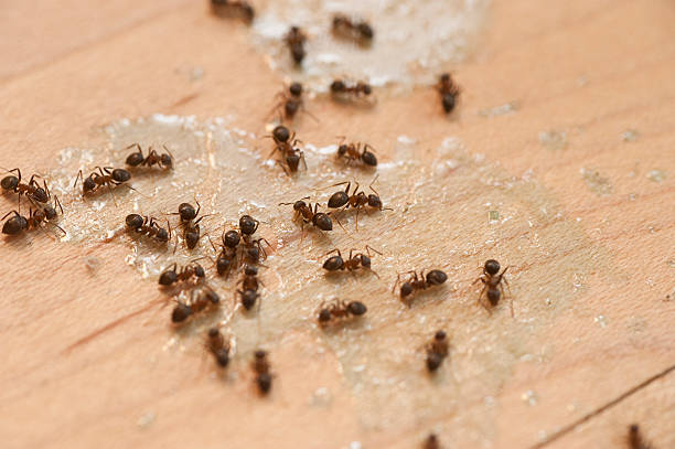 Best Affordable Pest Control Services  in Dorothy, NJ